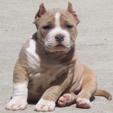 Moores Blue Label Bullies Southern Comfort Pit Bull.jpg